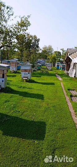 Мёд 1литр 600 (разнотравье)