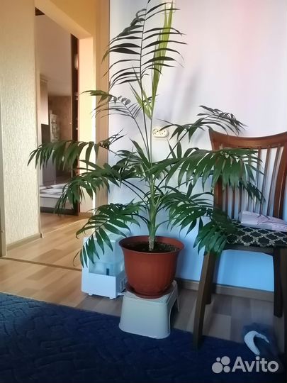 Продам пальму живую