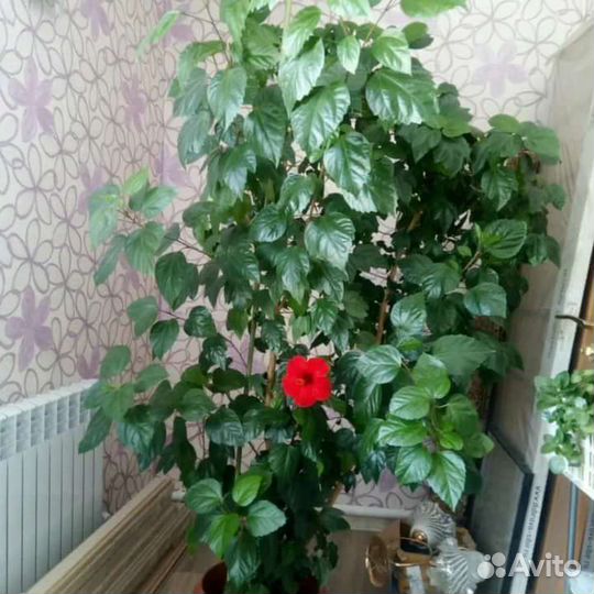 Китайская роза