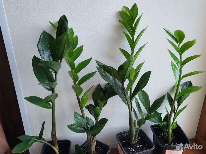 Замиокулькас