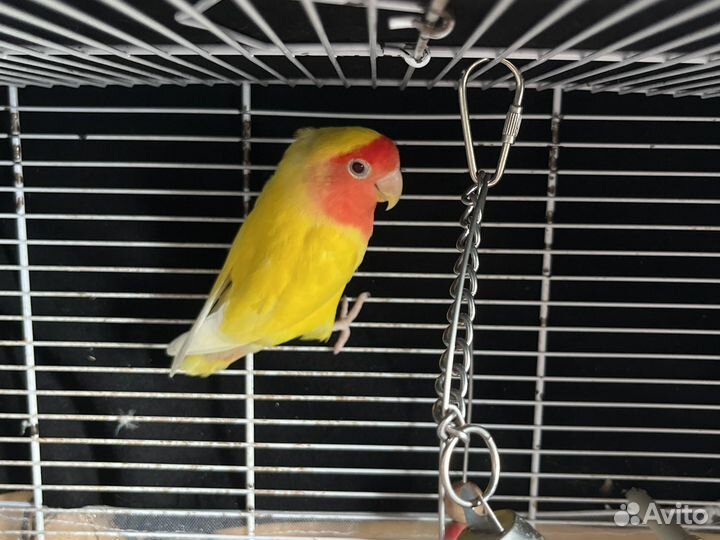 Попугай неразлучники