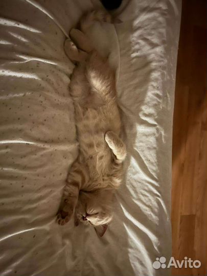 Котенок персиковый