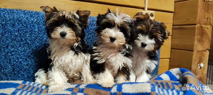 Мальчики биверы