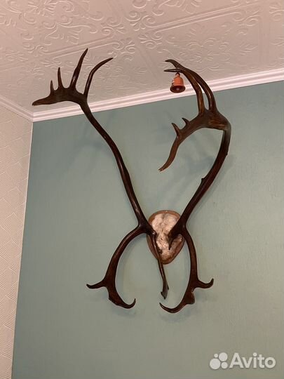 Рога оленя