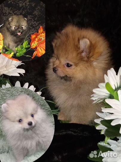 Пушистые красотки