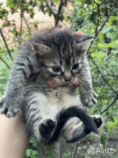 Котята милашки