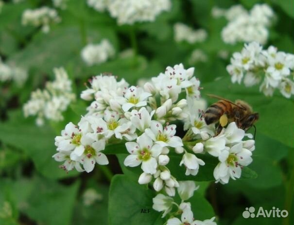 Мёд 2024 года натуральный опт