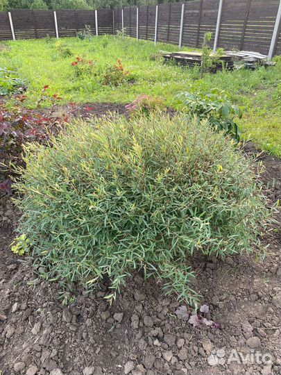 Ива пурпурная и Хризантема, каприфоль