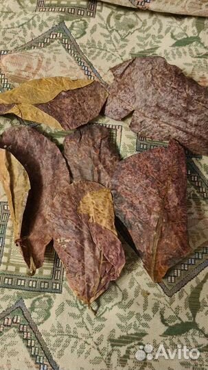 Креветки,анциструс-Самка,листья миндаля,гуппи