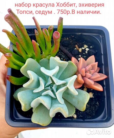 Суккуленты