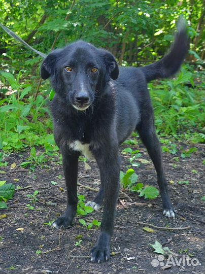 Отличный пес компаньон и охранник