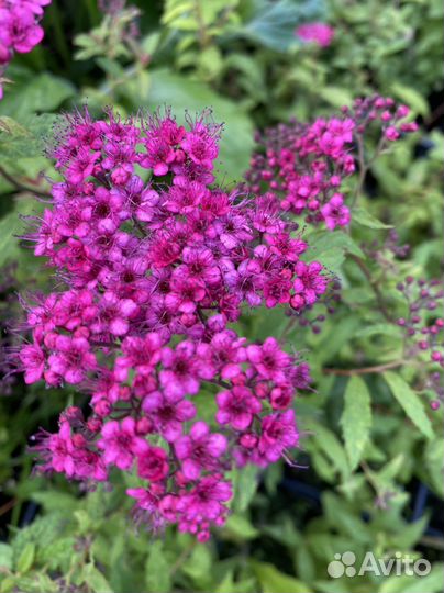 Спирея Антони Ватерер