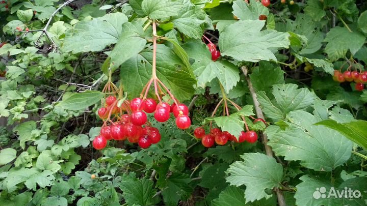 Красная Калина ягода под заказ