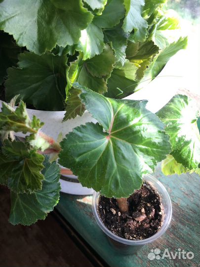 Бегония Элатиор Бориас