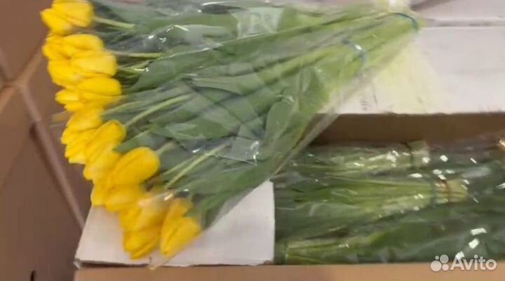 Тюльпаны к 8 марта букеты, Доставка