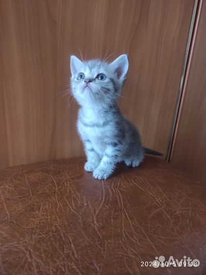 Котята шотландцы