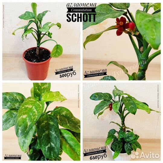 Комнатные цветы,ароидные и др