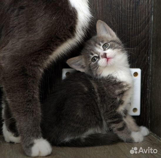 Невероятные ласковые котята 1,5 мес