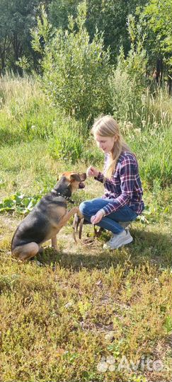 Собака в добрые руки