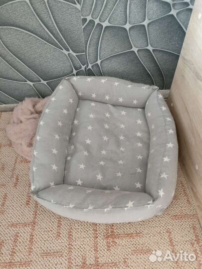 Кот Британец