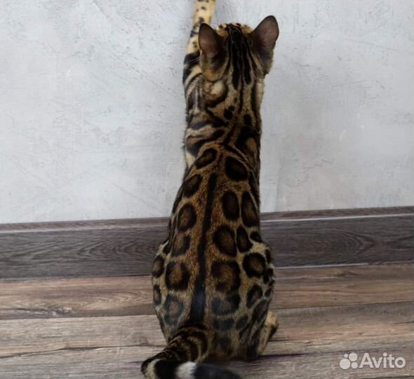 Бенгальская кошечка