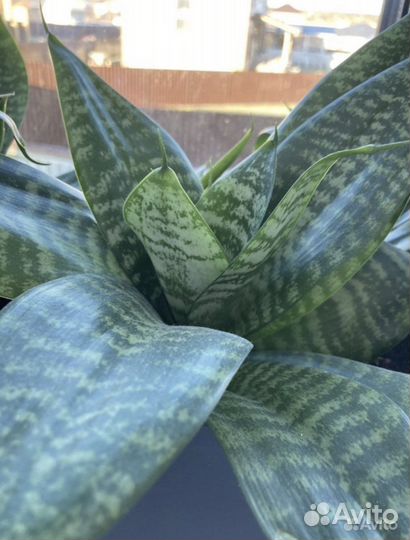 Сансевьерия ханни