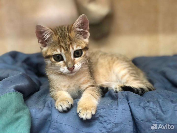 Котёнок кошечка