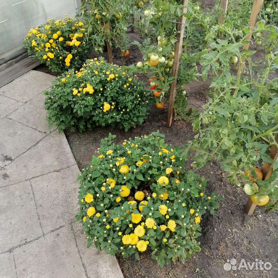 Куст мультифлора хризантем