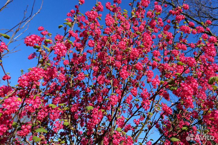 Смородина кроваво-красная King Edward VII