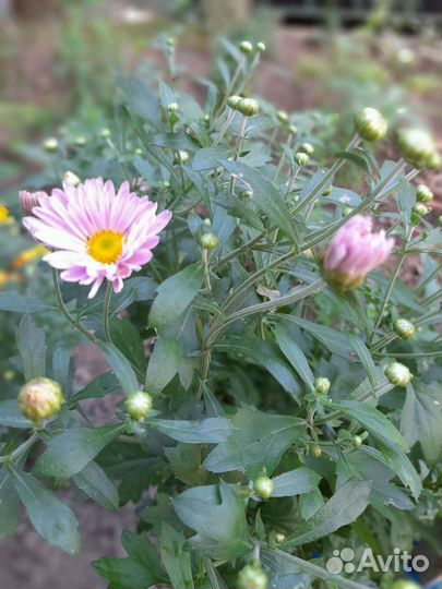 Садовые многолетники