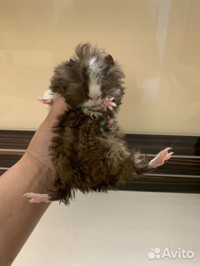 Милашки-поросята Лункария