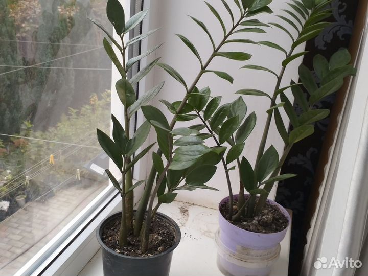 Замиокулькас на подарок