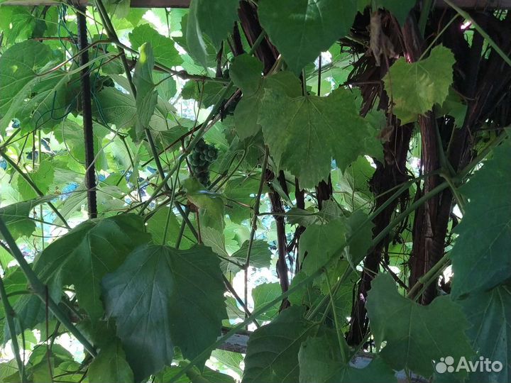 Саженцы винограда