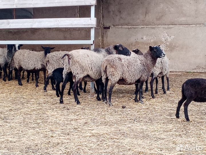 Овцы, бараны и баранчики романовские