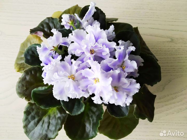 Фиалка сортовая цветущая 