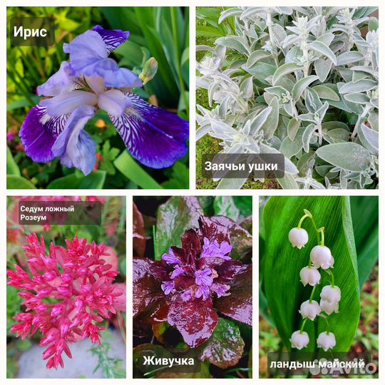 Многолетние цветы