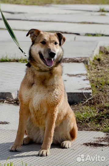 Собака Улыбка