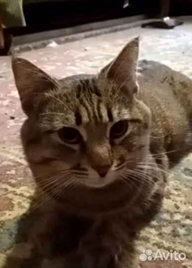 Котик ищет дом