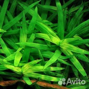 Растения для аквариума