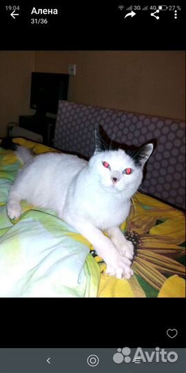 Лапочка,девочка Поночка,10 мес,ласковая и нежная