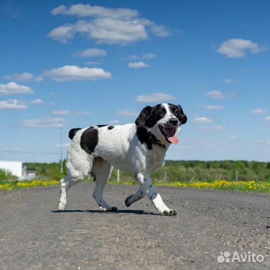 Мишель ищет дом