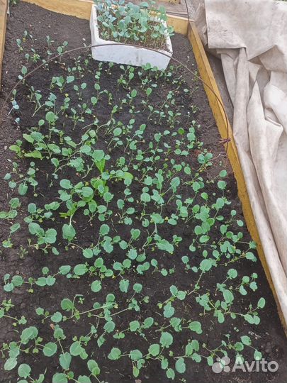 Рассада капусты