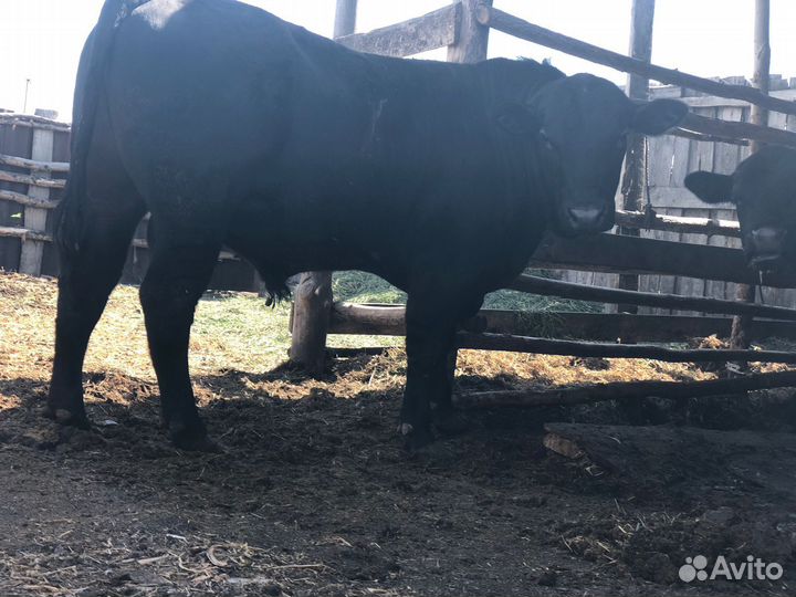 Быки на племя