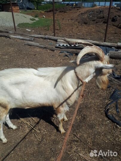 Козы и козлы