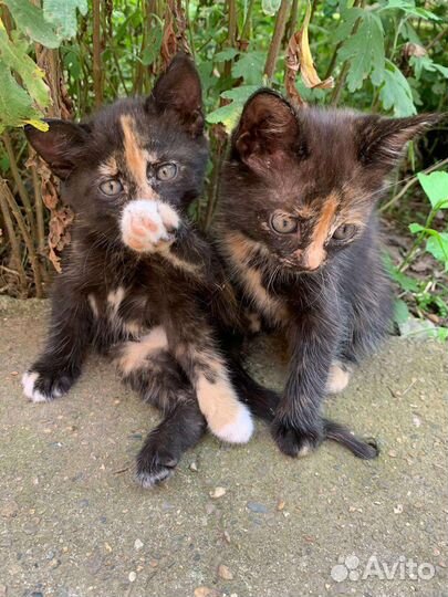 Котята в добрые руки бесплатно