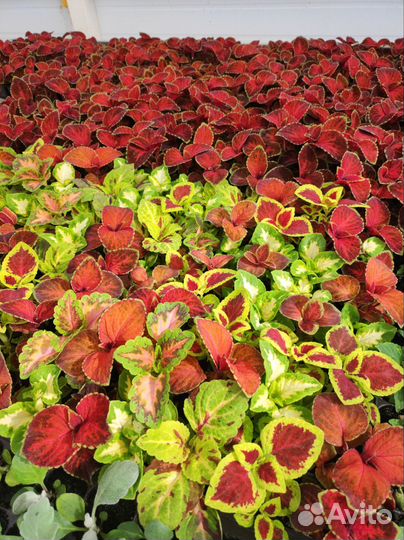 Рассада однолетних цветы