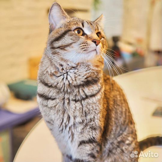 Большой кот