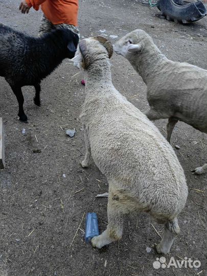 Овцы бараны