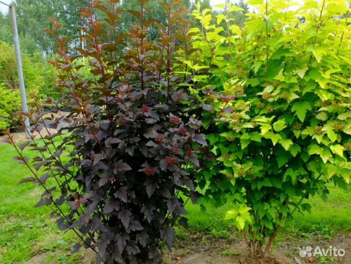 Пкузыреплодник (саженцы с зкс 3 года)