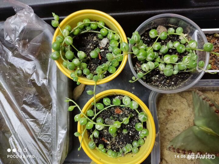 Суккуленты